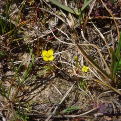 Cicendia quadrangularis