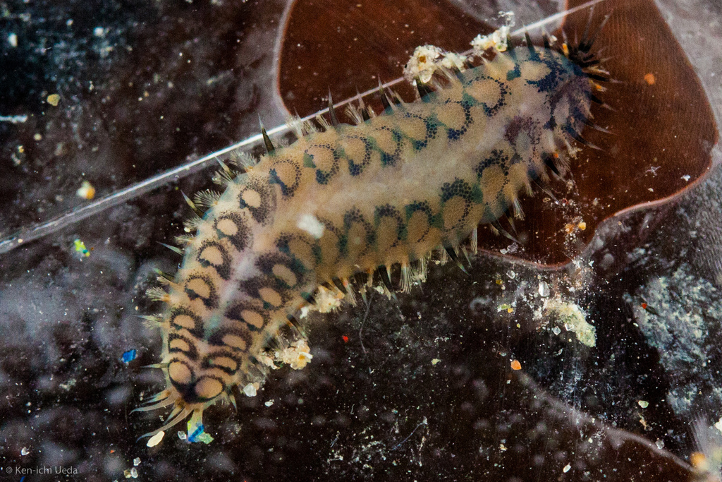 Malmgreniella nigralba