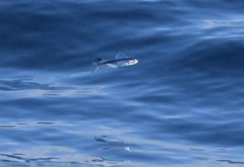 Zeilvin-vliegende vis (Parexocoetus brachypterus) — Exocoetidae — 5
