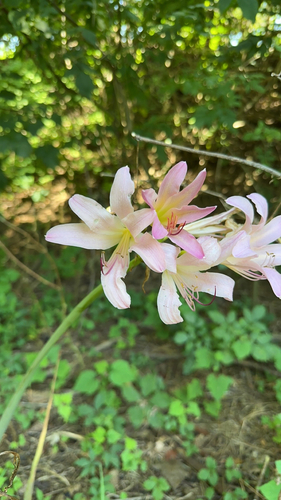 Image of Lycoris squamigera by (c) Hunter Hammil, some rights reserved (CC BY)