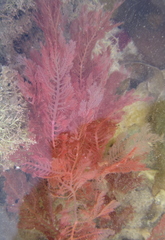 Euptilota formosissima