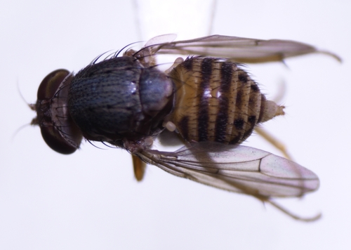 Homoneura hawaiiensis observed 2023-08-28