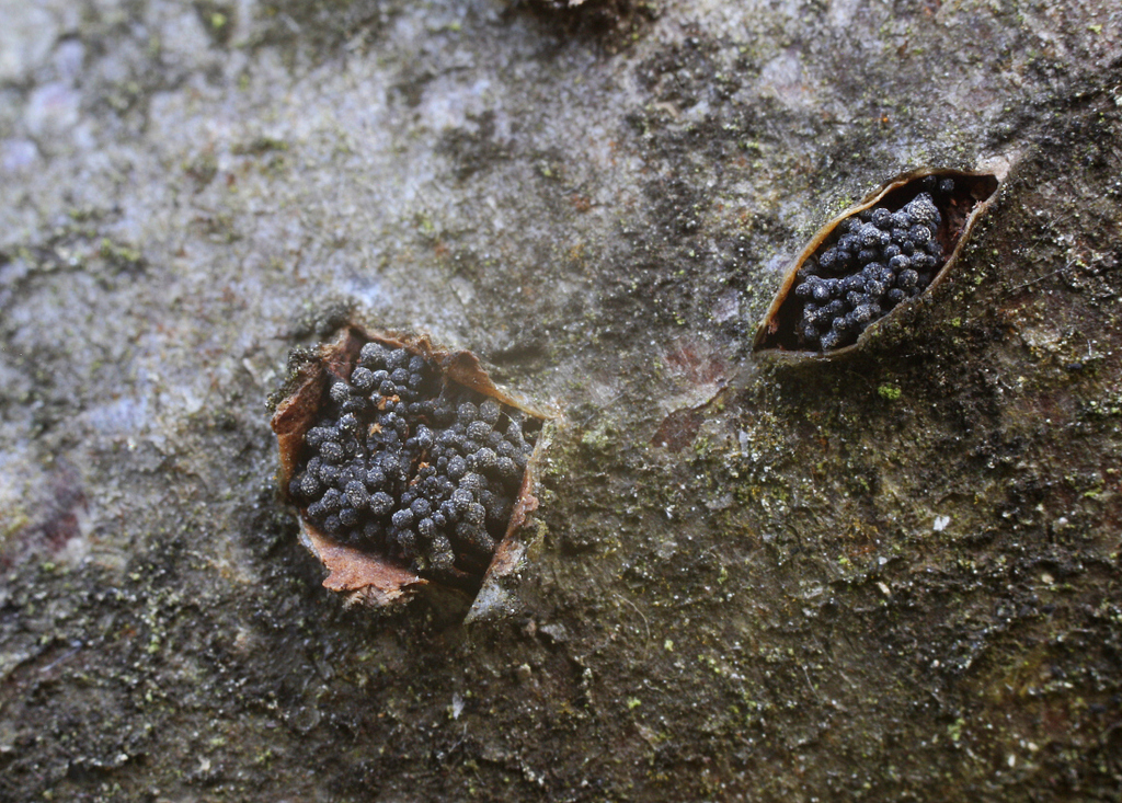 Eutypella sorbi
