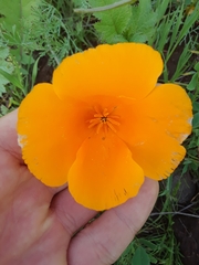 Eschscholzia californica