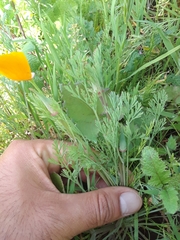 Eschscholzia californica