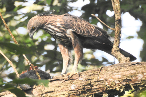 Changeable Hawk-Eagle (Nisaetus cirrhatus), photo 8