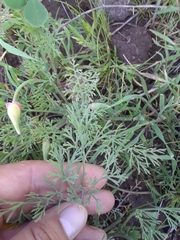 Eschscholzia californica