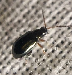 Aphthona