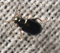 Aphthona