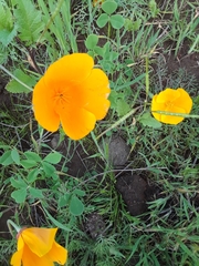 Eschscholzia californica