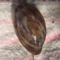 Bulla quoyii