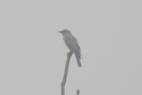 Large Cuckooshrike (Coracina macei)