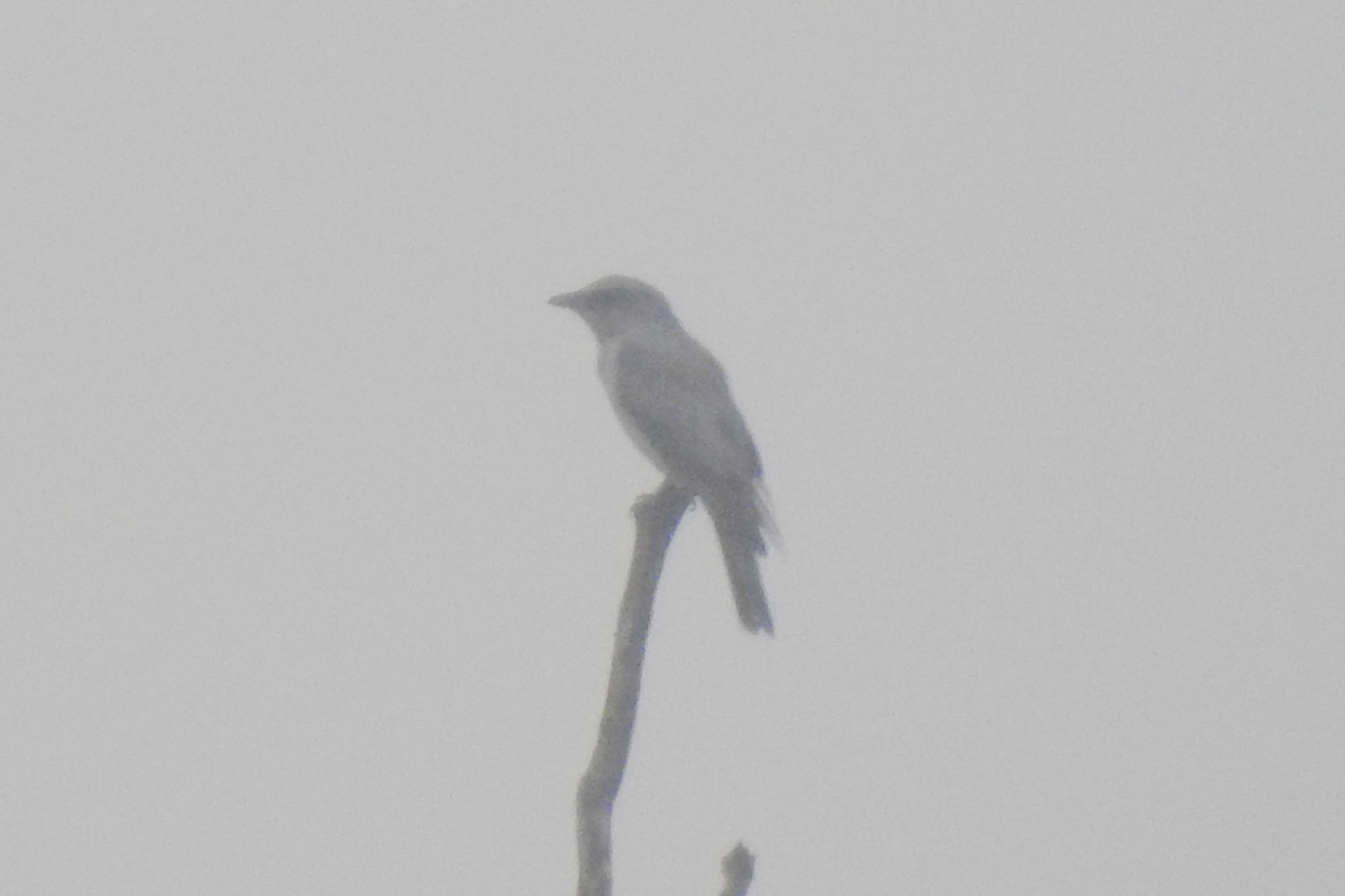 Large Cuckooshrike illustration