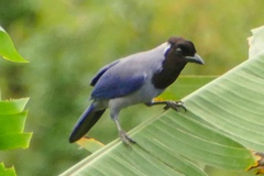 Cyanocorax violaceus