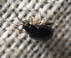 Aphthona