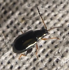 Aphthona