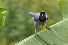 Cyanocorax violaceus