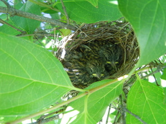 Spizella passerina