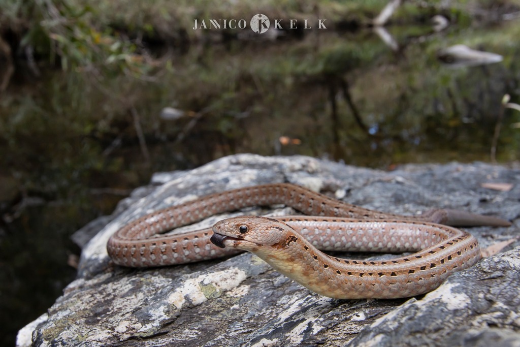 Cape York Scaly-Foot