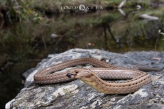 Cape York Scaly-Foot photo 1