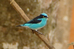 Dacnis lineata