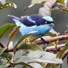 Dacnis lineata