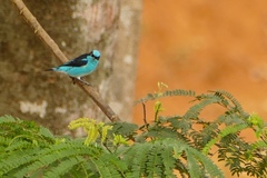Dacnis lineata