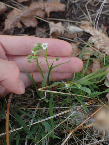 Image of Montia linearis by no rights reserved