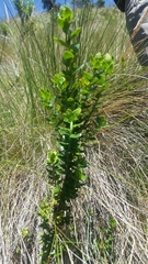 Monticalia arbutifolia
