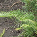 Swamp Water Fern - Photo (c) Pete Woodall, some rights reserved (CC BY-NC), uploaded by Pete Woodall