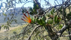 Tristerix longibracteatus