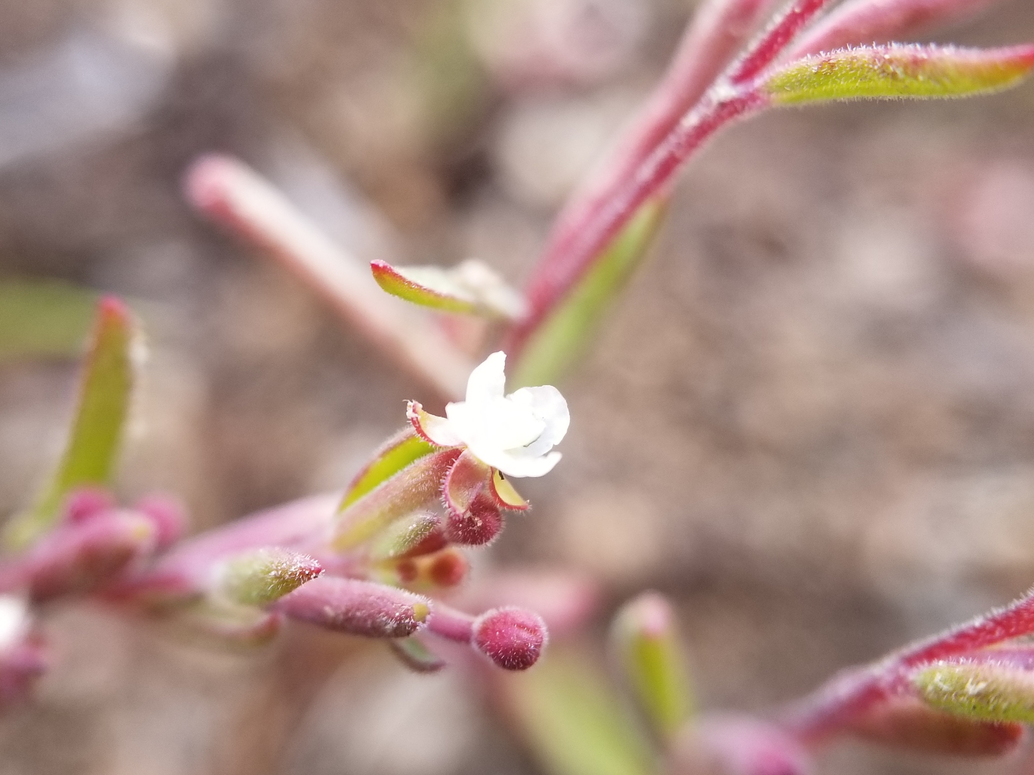 Gayophytum decipiens