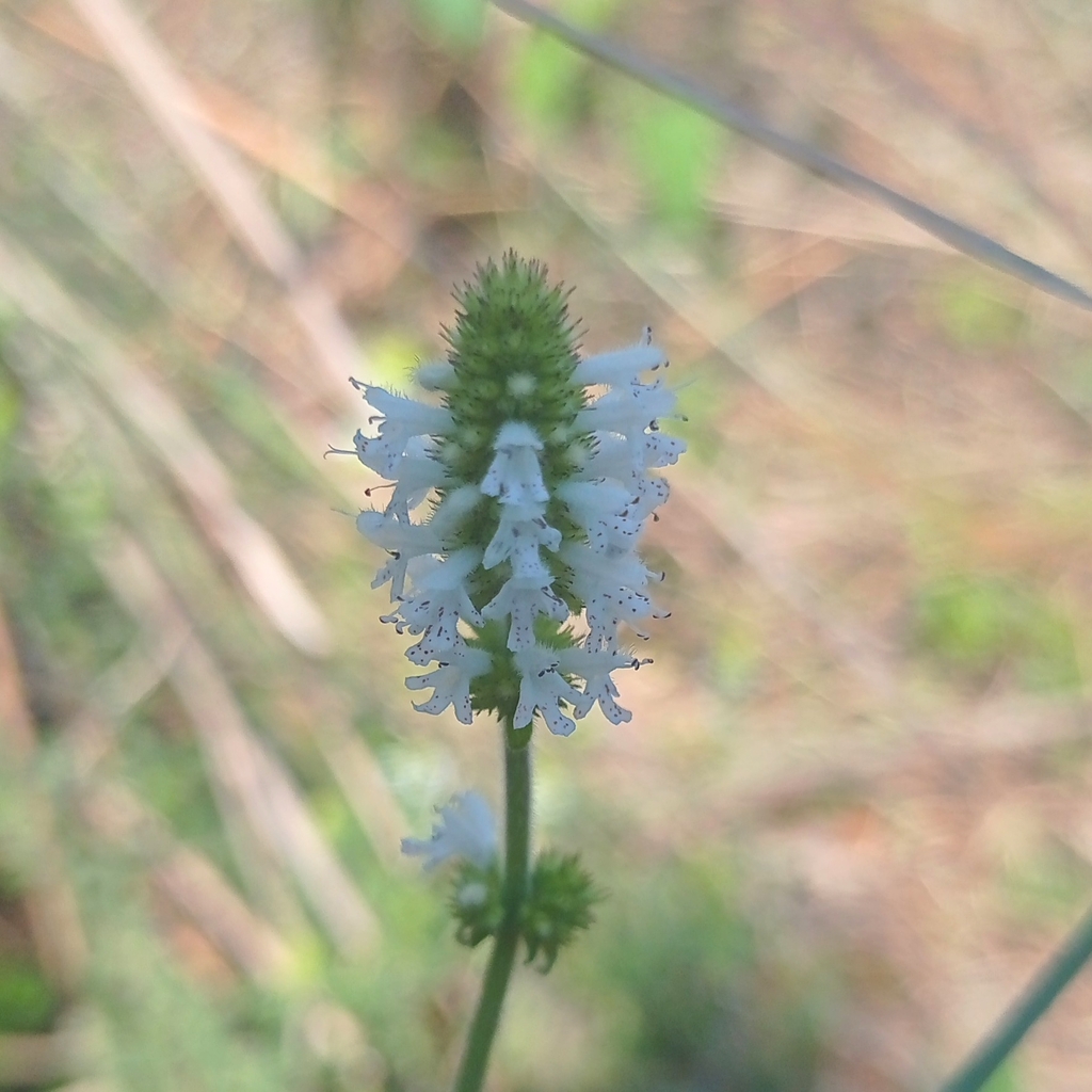 Cunila fasciculata