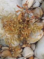 Sargassum natans