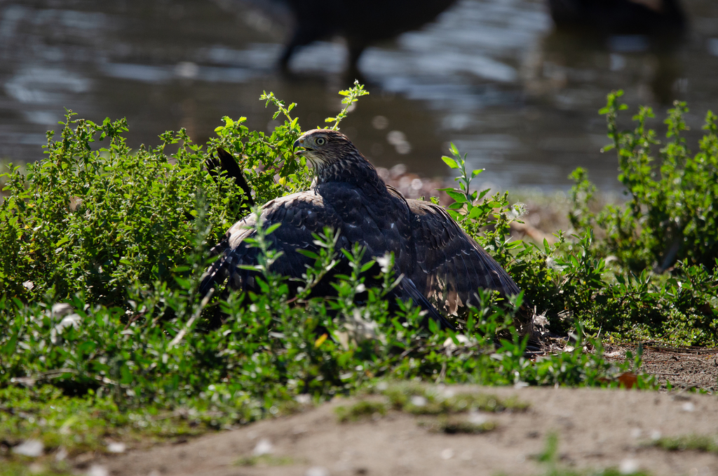 Cooper s Hawk From Legg Lake California 91733 On August 29 2023 At 10 Cooper s Hawk From Legg Lake California 91733 On August 29 2023 At 10