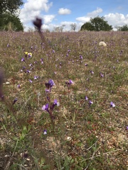 Linaria algarviana