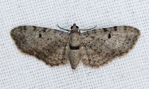 Wormwood Pug, photo 2 of 10