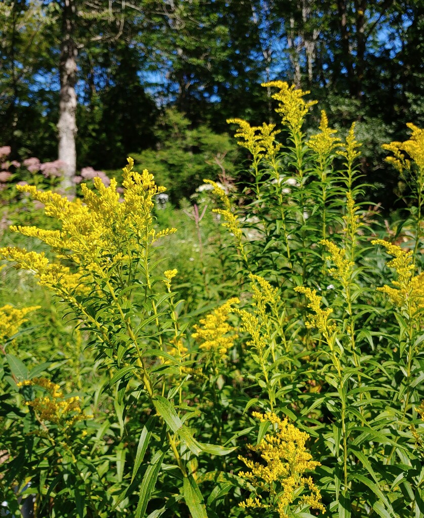 Canada Goldenrod In August 2023 By Pilgrim123 INaturalist   Large 