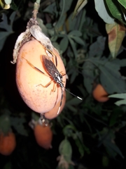 Holhymenia histrio