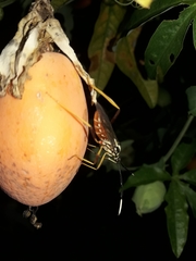 Holhymenia histrio