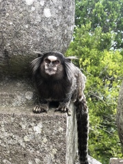 Callithrix jacchus × penicillata