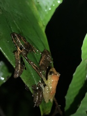 Pristimantis luteolateralis