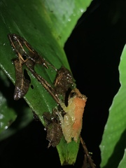 Pristimantis luteolateralis