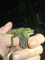 Anolis aequatorialis