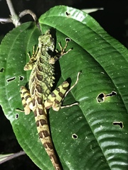 Anolis aequatorialis
