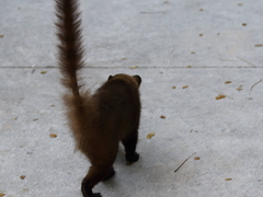 Nasua narica nelsoni