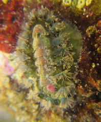 Acanthochitona zelandica