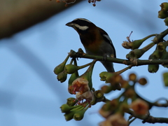 Spindalis zena benedicti