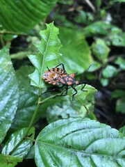 Spartocera pantomima