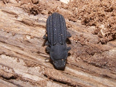 Nyctoporis cristata